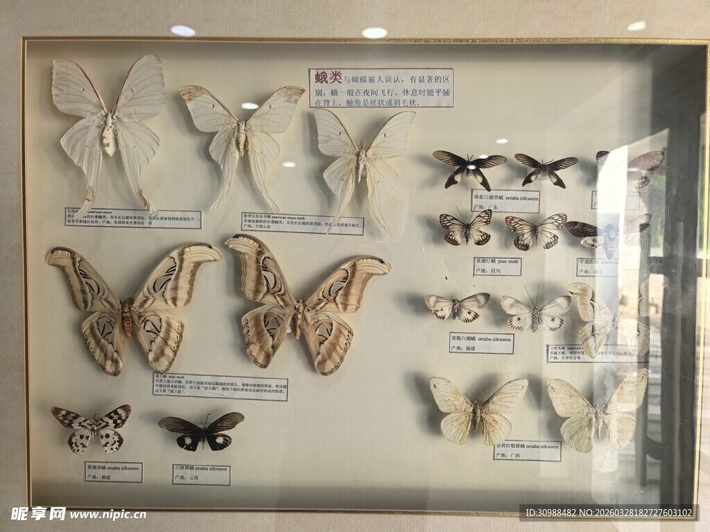 精美蝴蝶昆虫标本展示