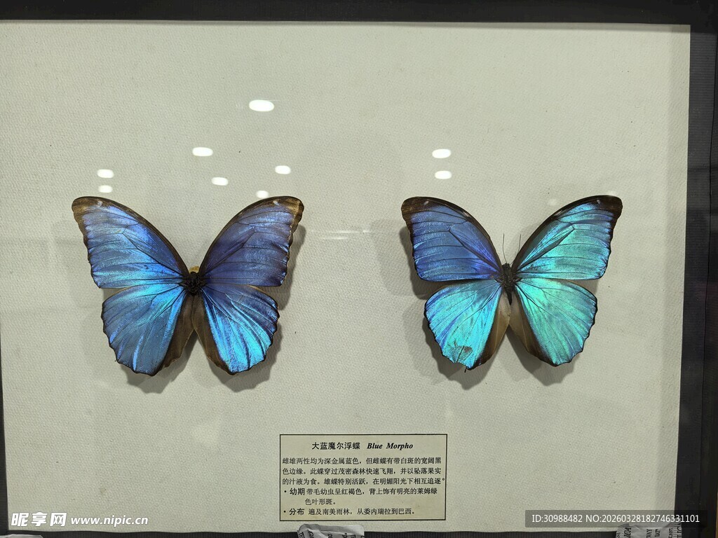 双蓝蝶标本展示