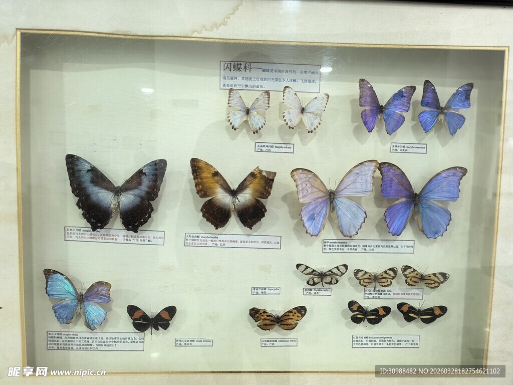 精美蝴蝶标本展示