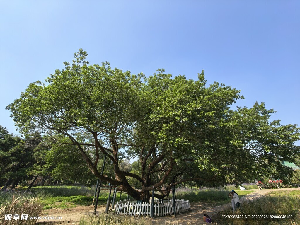葱郁大树矗立开阔之地