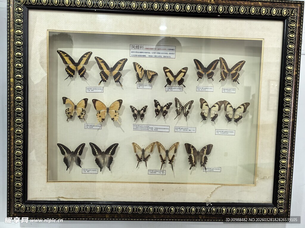 精美蝴蝶标本框饰