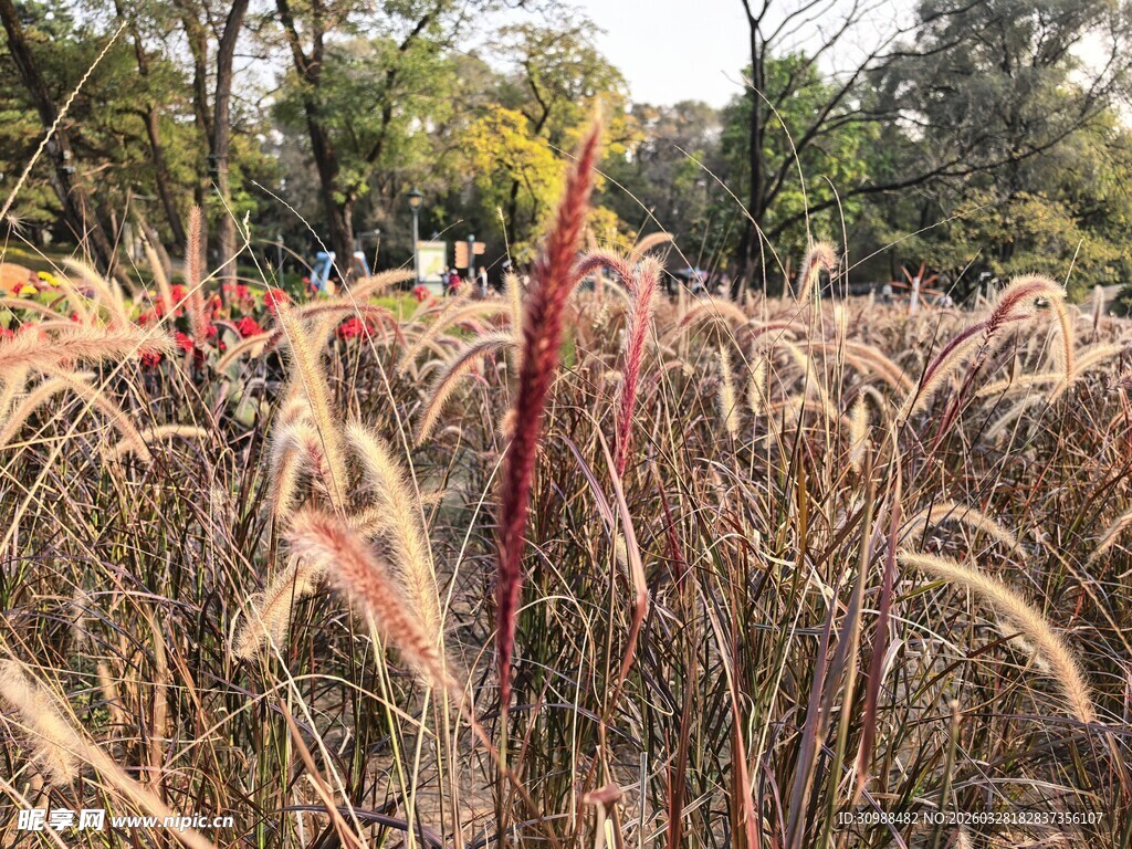 秋日芒草景观