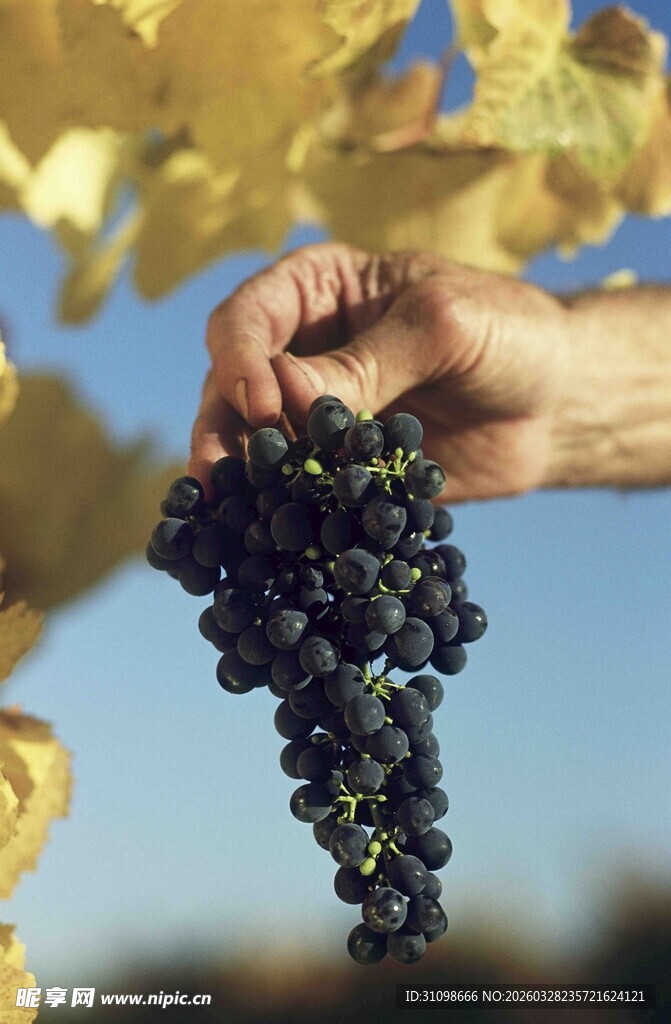 手捧紫葡萄特写