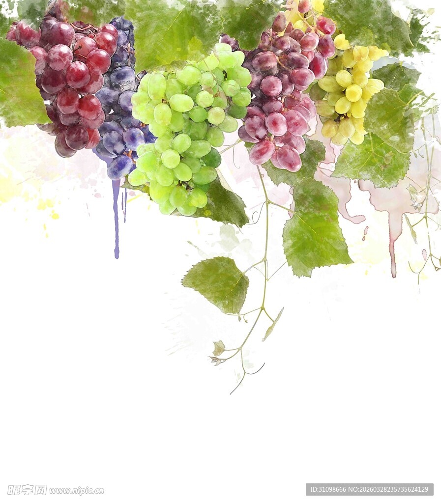 多彩葡萄