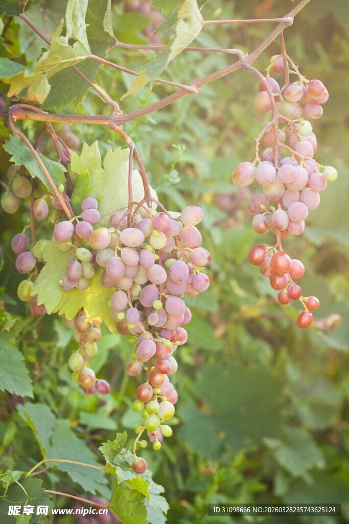 成熟葡萄挂于翠绿藤蔓间