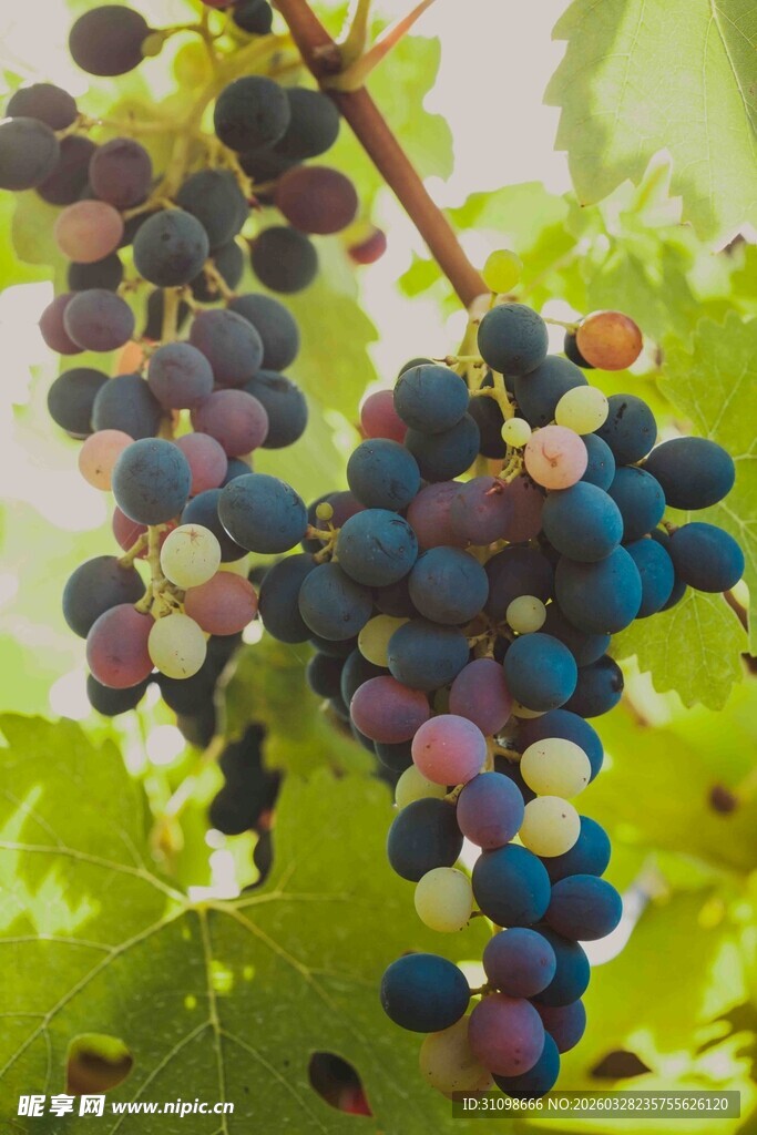多彩葡萄挂枝头