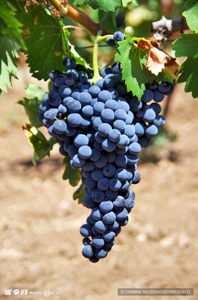 饱满紫葡萄挂于枝头