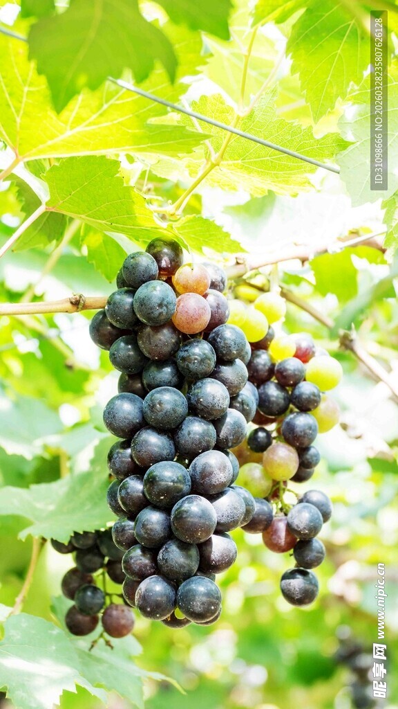 饱满紫葡萄挂于绿叶间