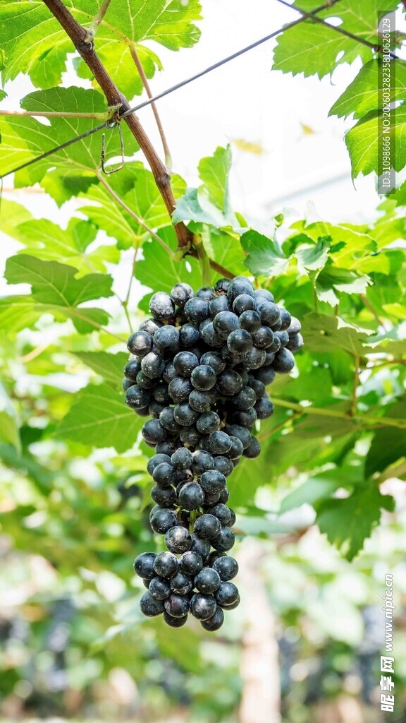 枝头紫葡萄