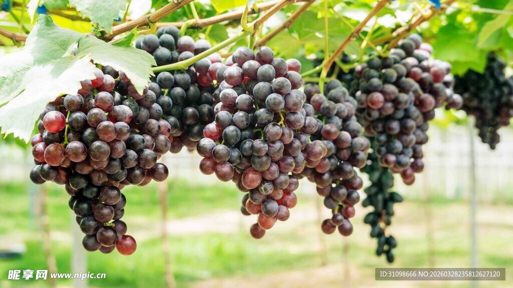 饱满紫葡萄挂于枝头