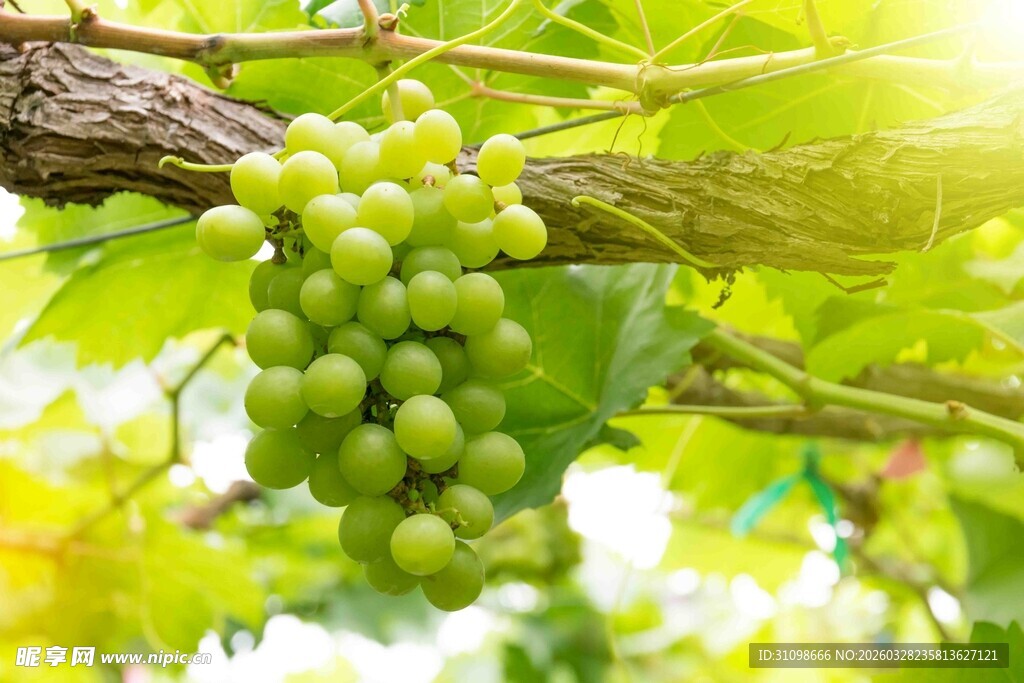 枝头青葡萄