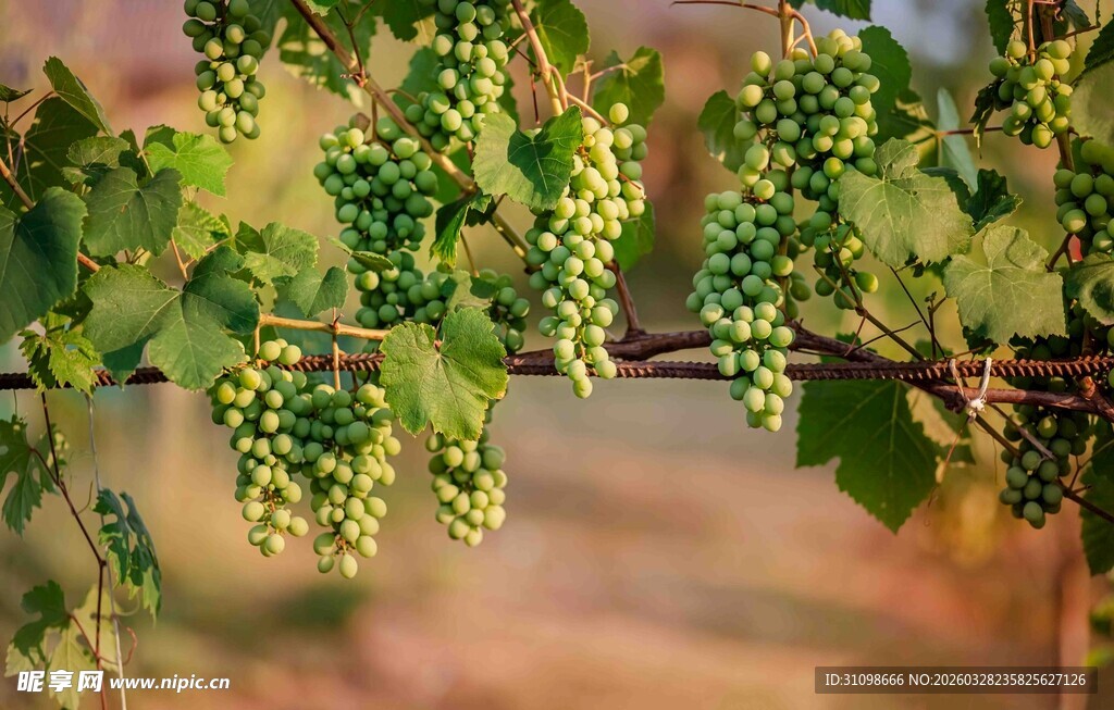 枝头青葡萄