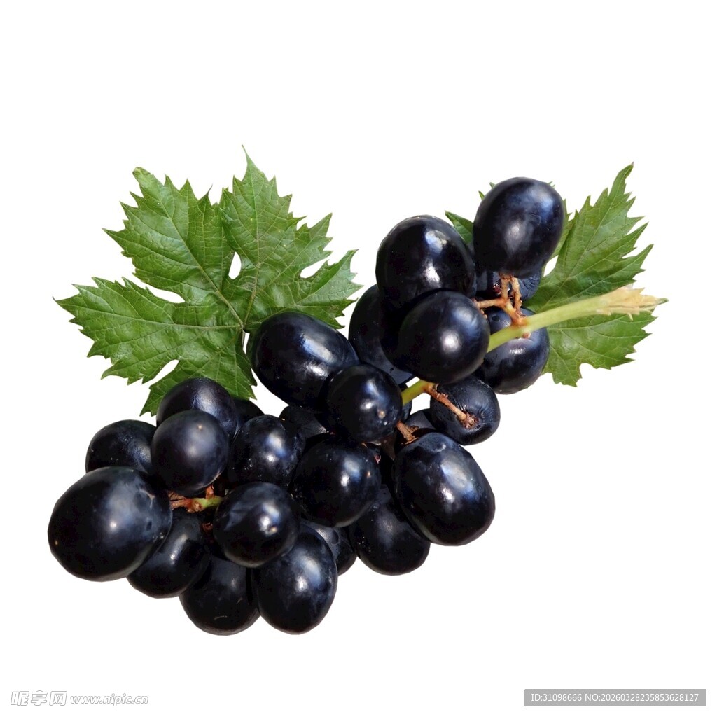 黑紫色葡萄带绿叶特写