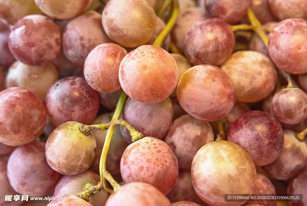 紫红色葡萄特写