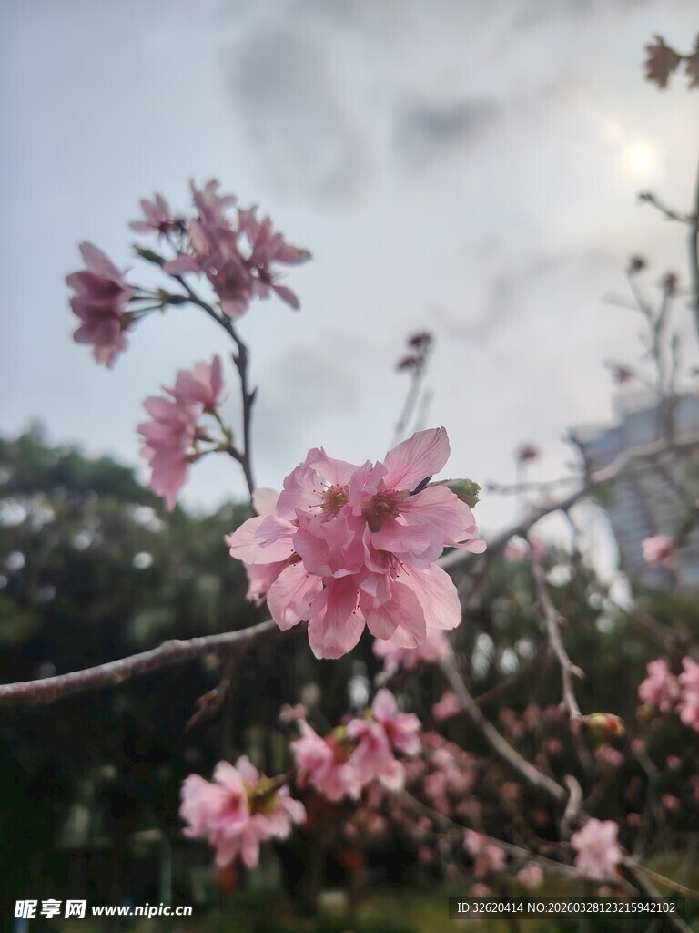 枝头绽放的粉嫩桃花