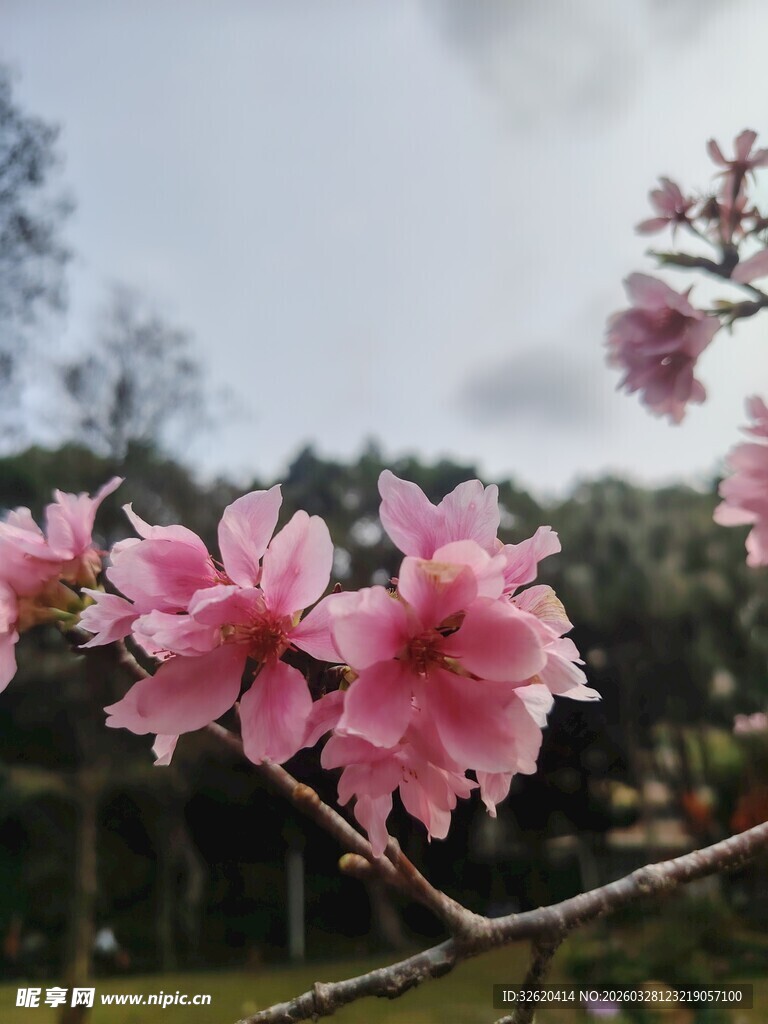 枝头绽放的粉嫩美丽花朵