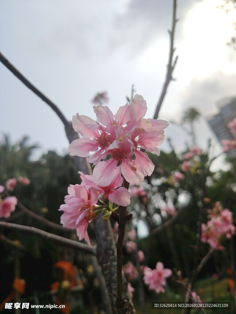 枝头绽放的粉嫩桃花