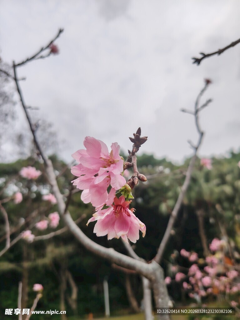 枝头绽放的娇艳粉色桃花