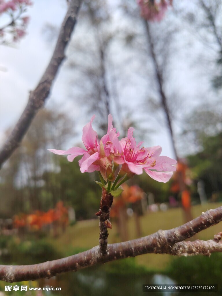 枝头绽放的娇艳粉色花朵