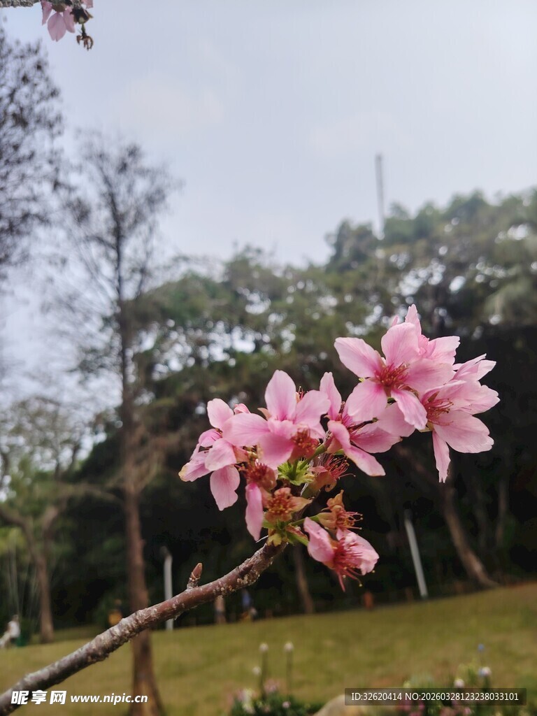 枝头绽放的娇艳粉色花朵
