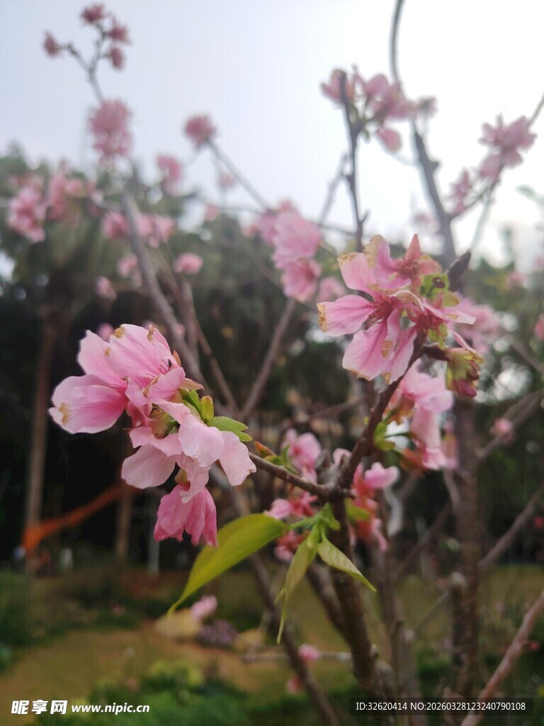 春日绽放的粉嫩桃花
