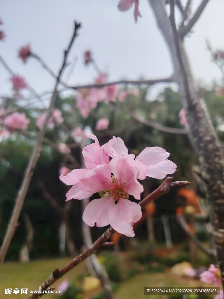 娇艳桃花绽放枝头