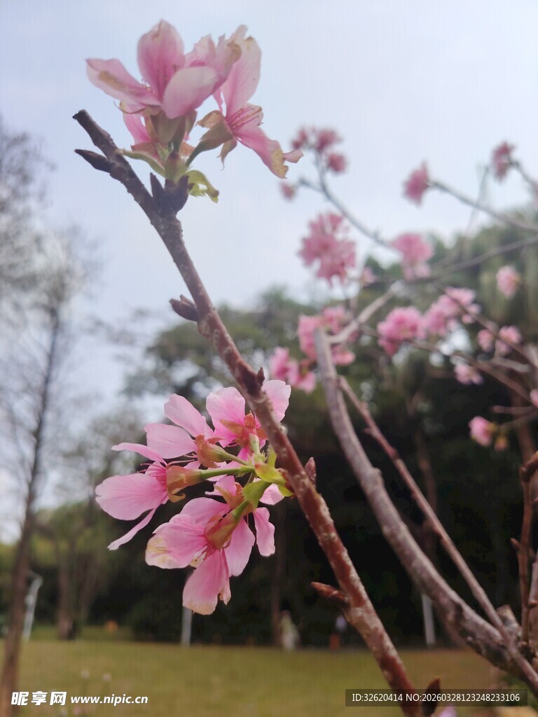 枝头绽放的粉嫩桃花