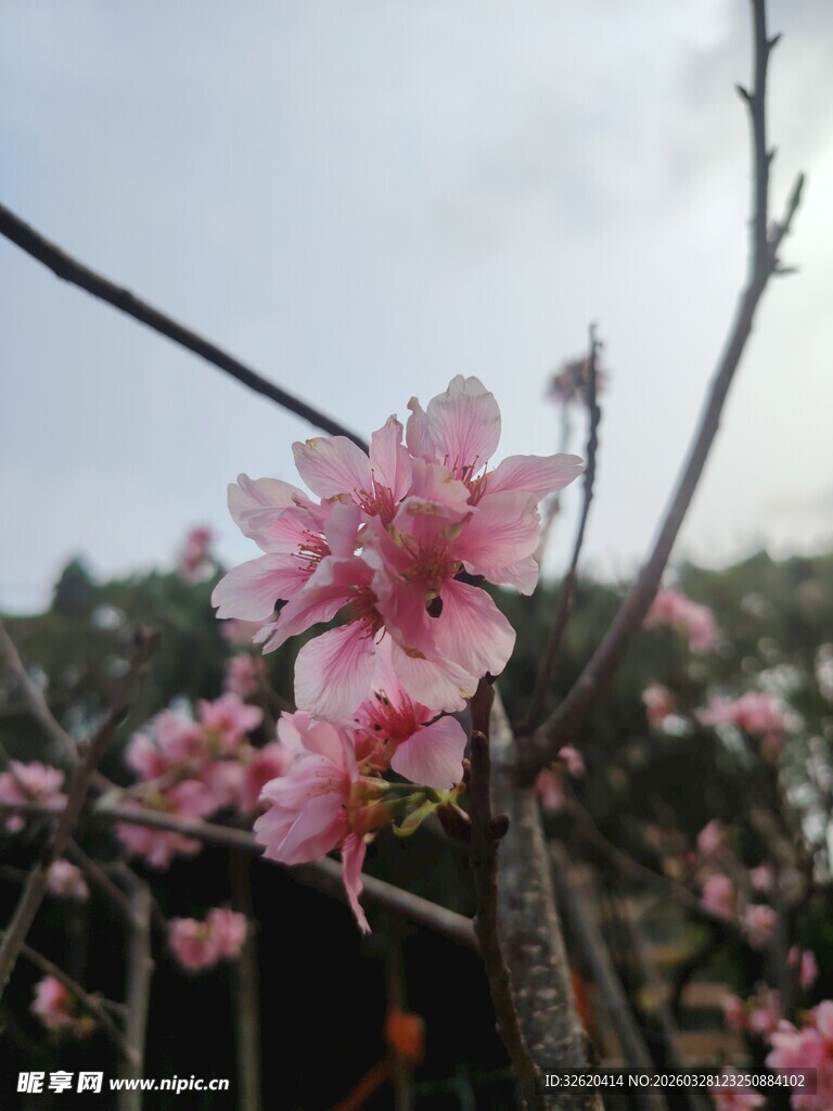 枝头绽放的粉嫩桃花
