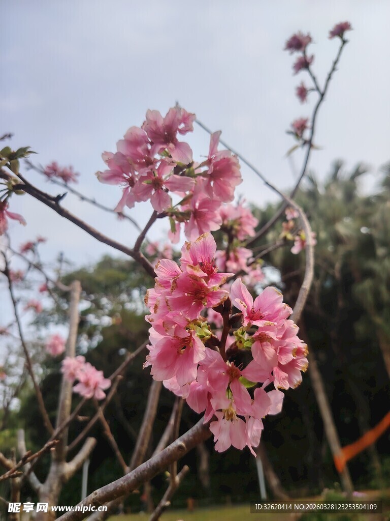 粉色繁花绽放枝头