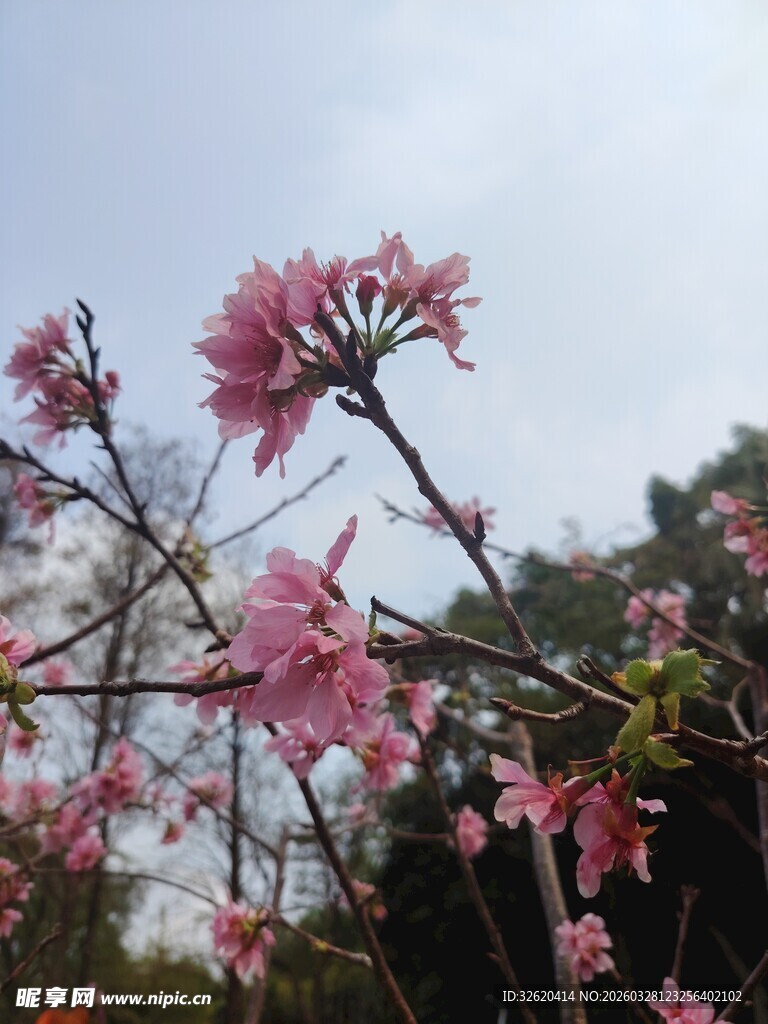 枝头绽放的粉嫩樱花