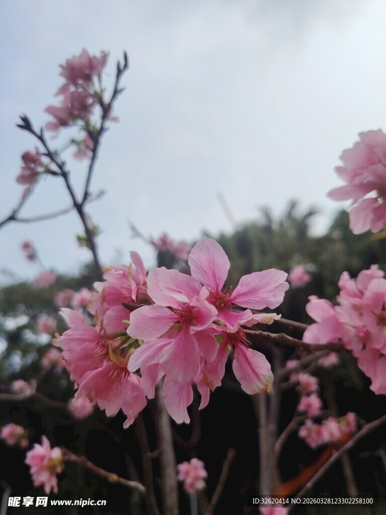 粉色烂漫花朵绽放枝头