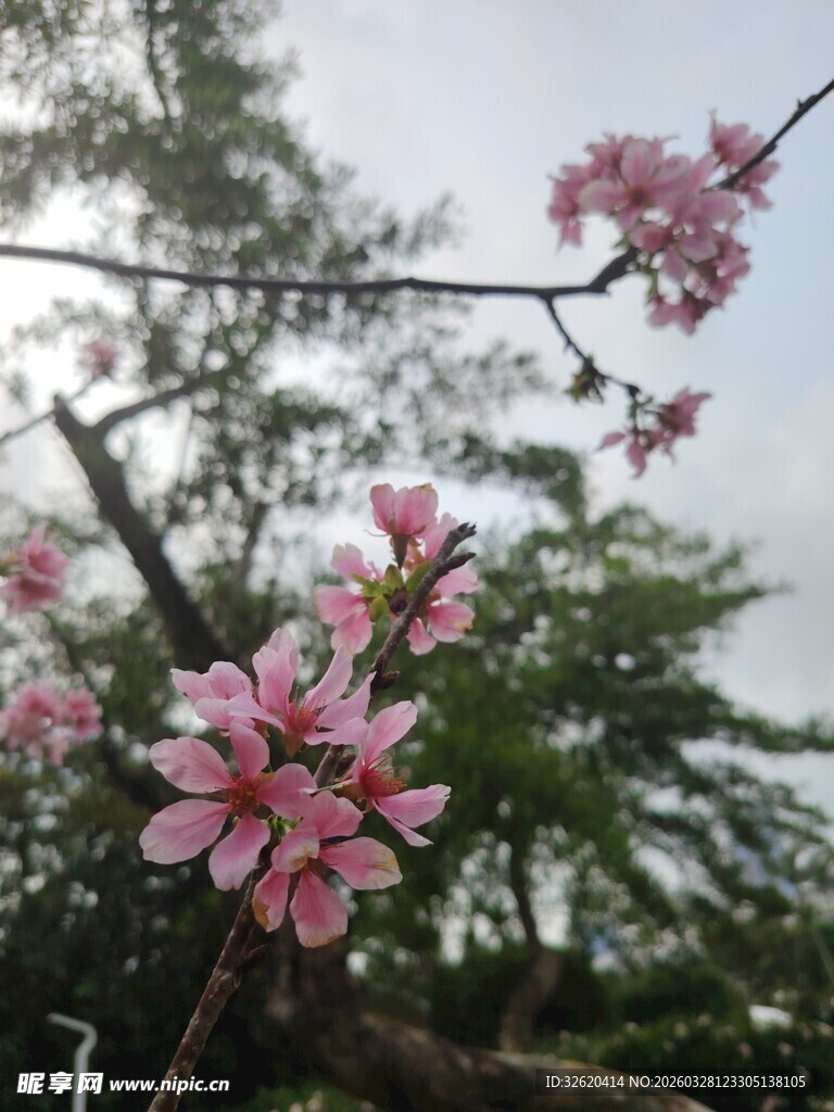 枝头绽放的粉嫩桃花