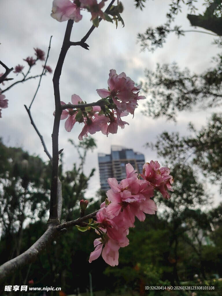 枝头绽放的烂漫粉色花朵