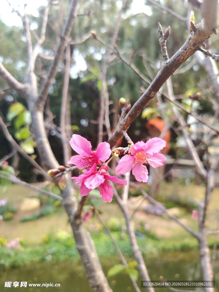 枝头绽放的娇艳粉色花朵