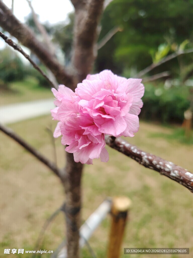 枝头绽放的娇艳粉色花朵
