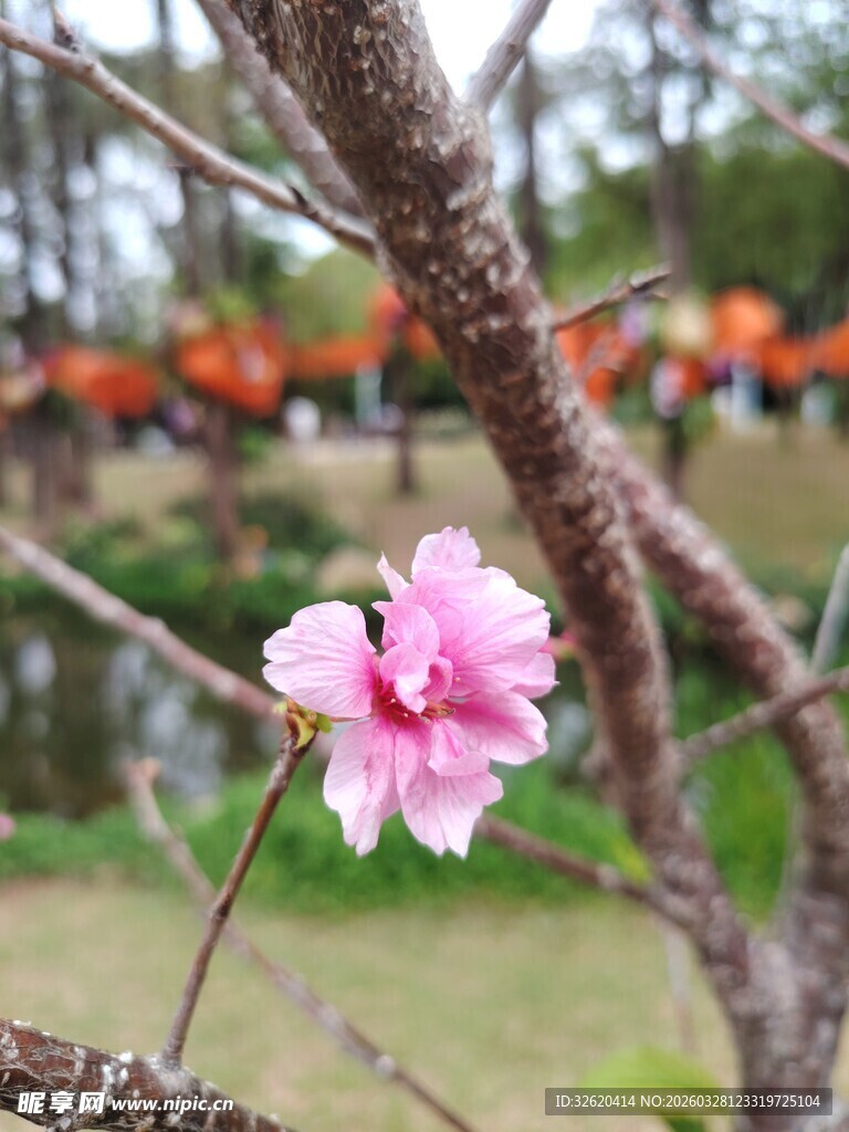 枝头绽放的娇艳粉色桃花