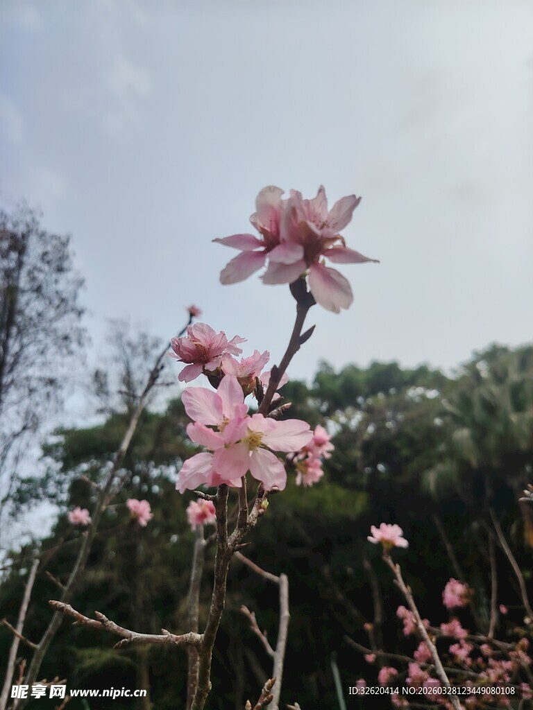 枝头绽放的粉嫩玉兰花