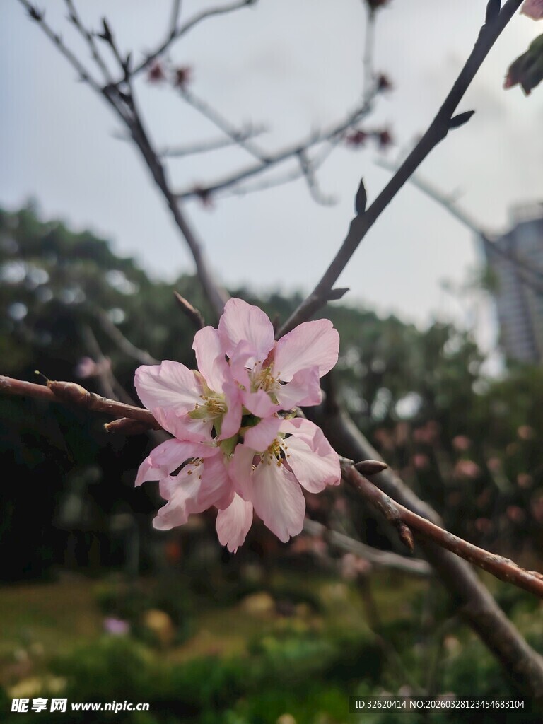 枝头绽放的粉嫩樱花