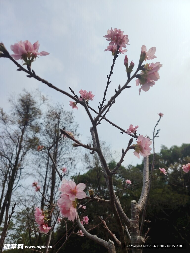 春日绽放的粉嫩花枝