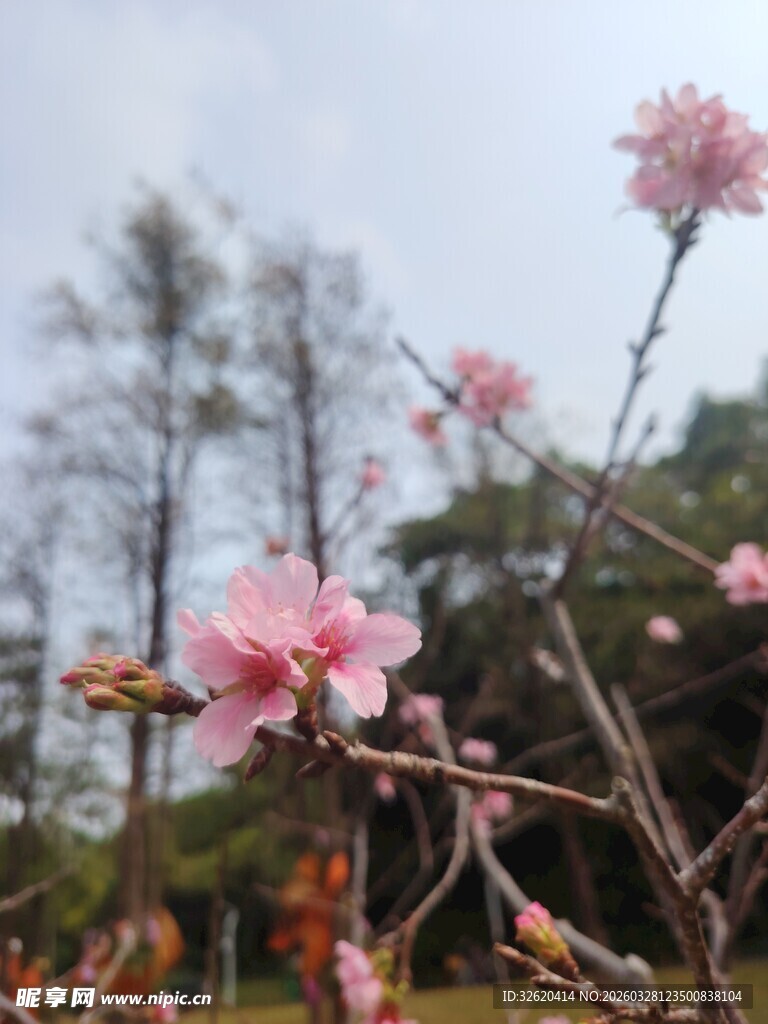 枝头绽放的粉嫩桃花