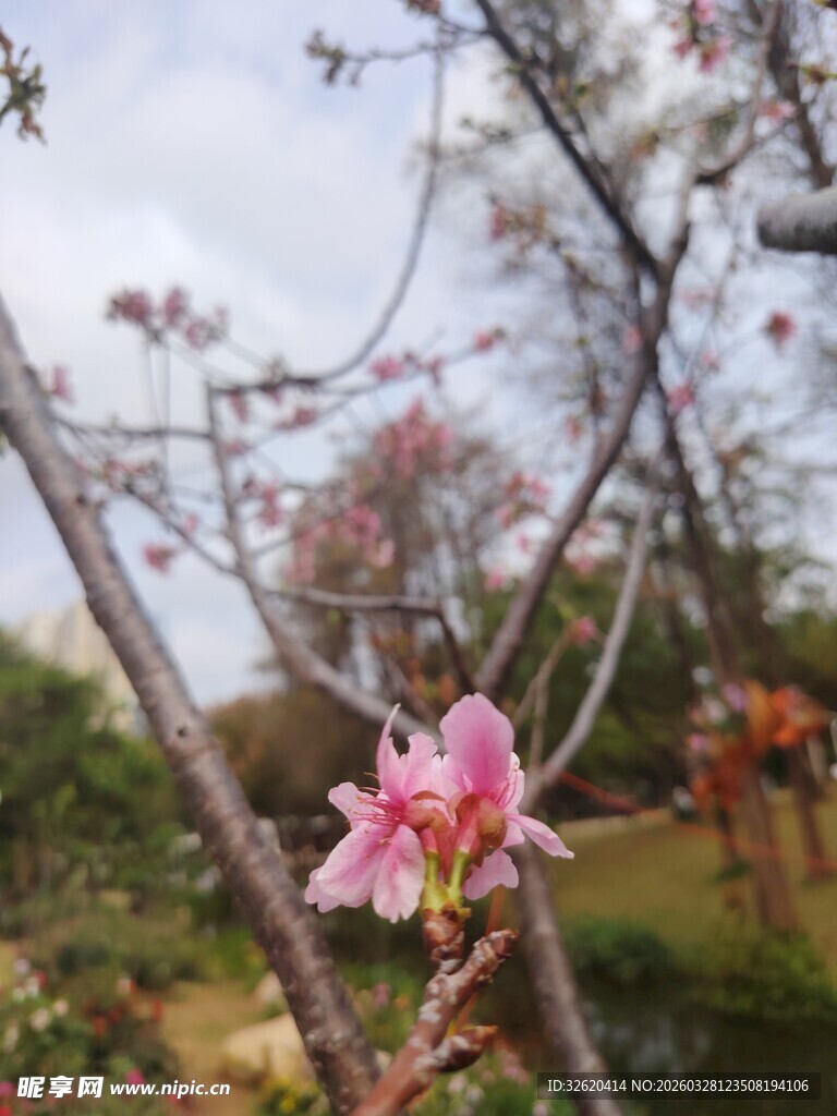 春日绽放的娇艳花枝