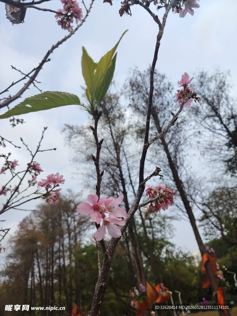 春日绽放的娇艳粉色花朵