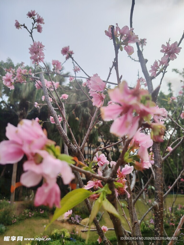 春日绽放的娇艳粉色花朵