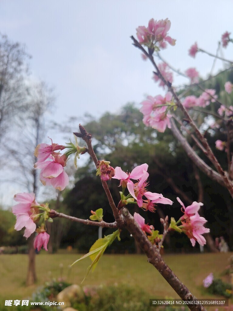 枝头绽放的粉嫩桃花