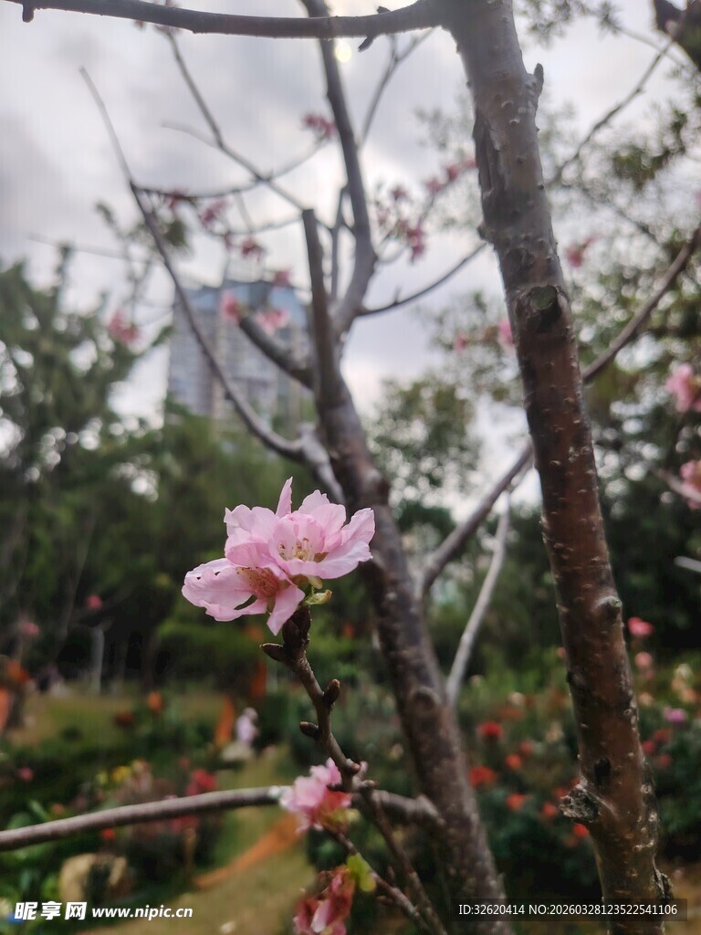 枝头绽放的粉嫩桃花