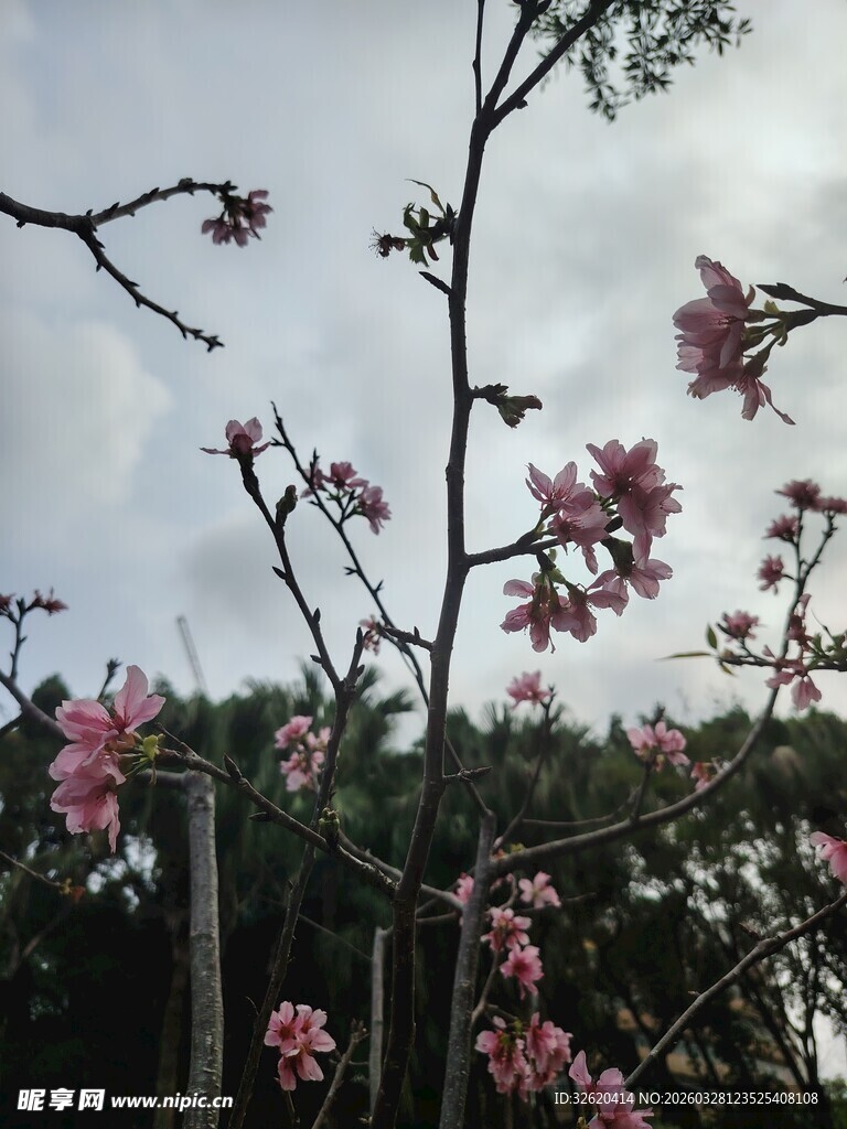 枝头绽放的粉嫩春花