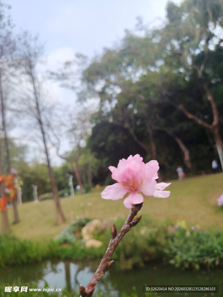 湖畔绽放的娇艳桃花