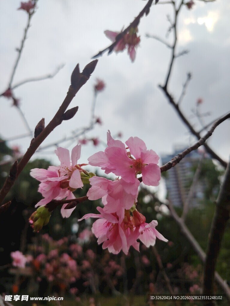 枝头绽放的粉嫩花朵