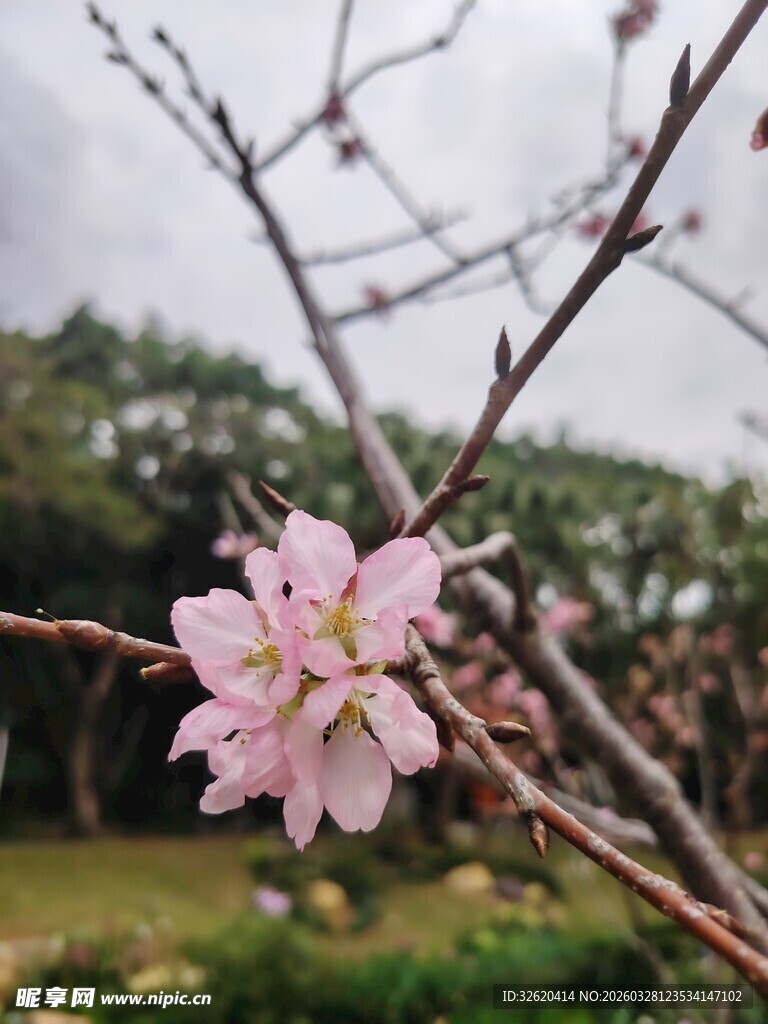 枝头绽放的粉嫩樱花