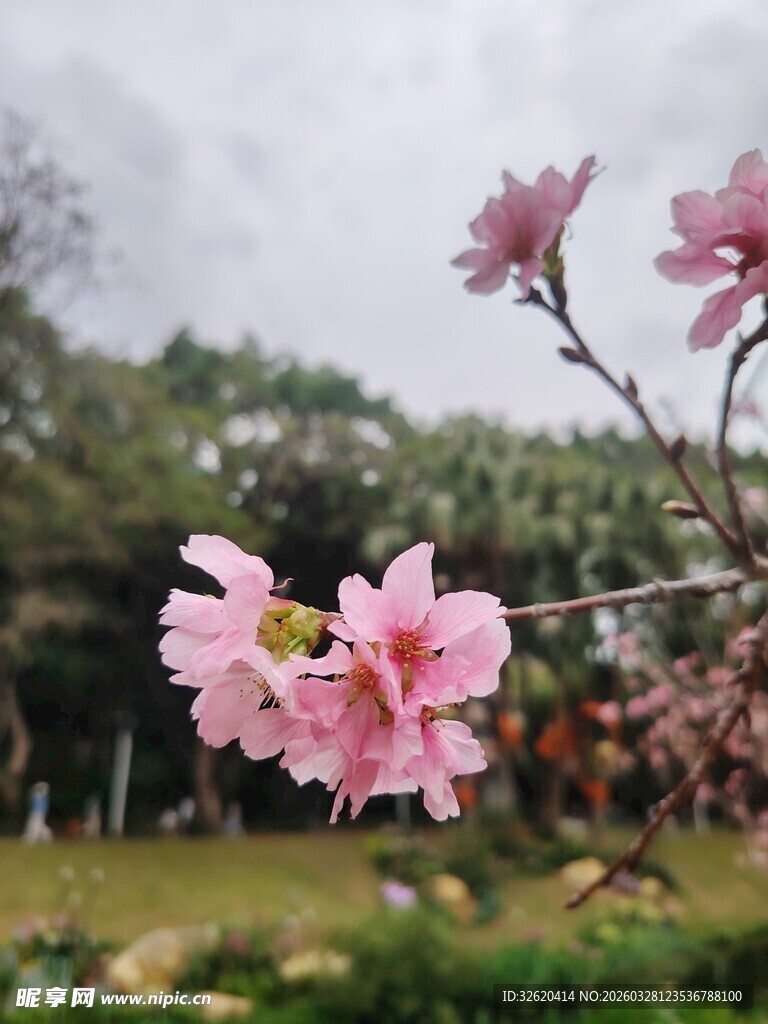枝头绽放的粉嫩美丽桃花